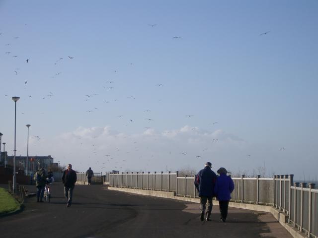 [Swirling birds]