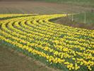 [Daffodils]