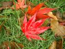 [A red leaf on wet grass]