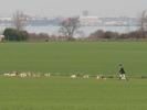 [Dogs hunting hare in a field near Allhallows]