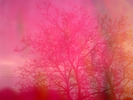 [Trees reflected in a pink poster]