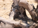 [Tree stump on the beach]