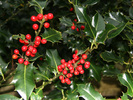 [Holly and berries]