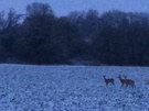 deer-in-snow.jpg