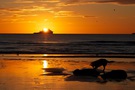 sunrise-with-dog.jpg