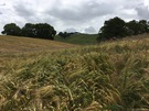 barley-fields.jpg