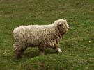 shaggy-sheep.jpg