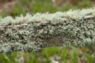 lichen-dunbeath.jpg